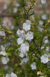 Apalachicola false rosemary